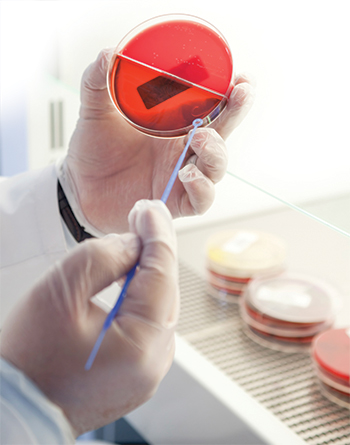 hands holding petri dish